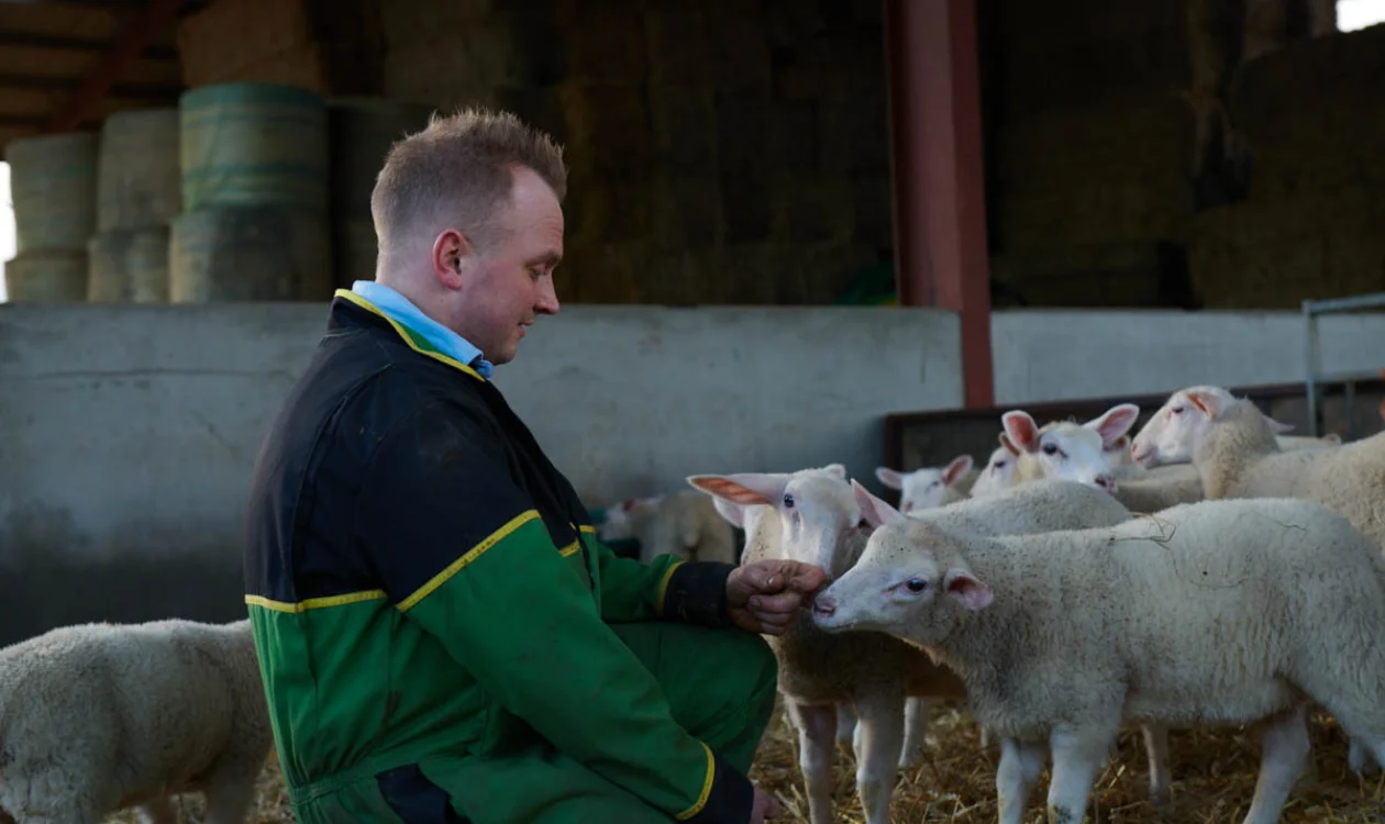 Male farmer accompanied by sheep